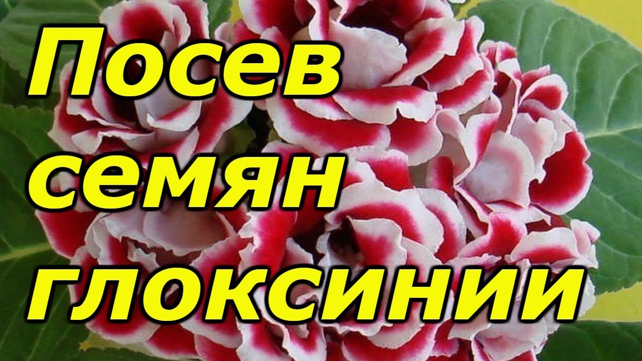 Нажмите, чтобы запустить видео