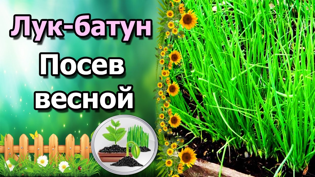 Нажмите, чтобы запустить видео