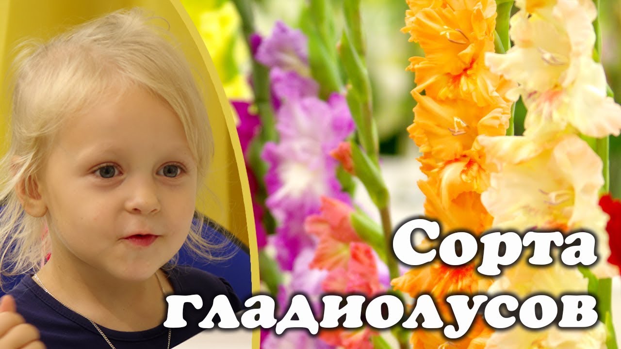 Нажмите, чтобы запустить видео