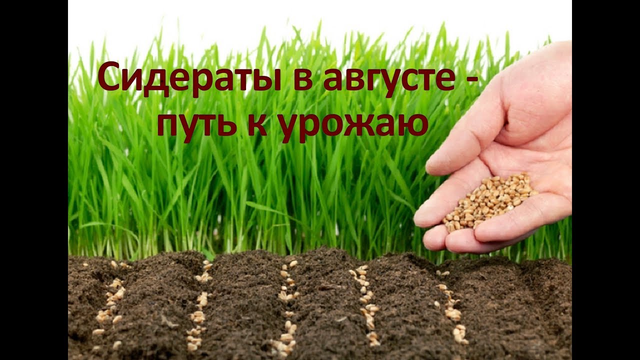 Нажмите, чтобы запустить видео