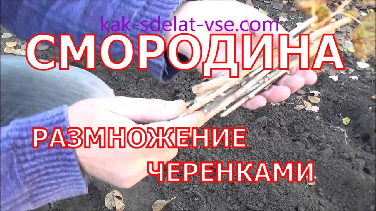 Нажмите, чтобы запустить видео