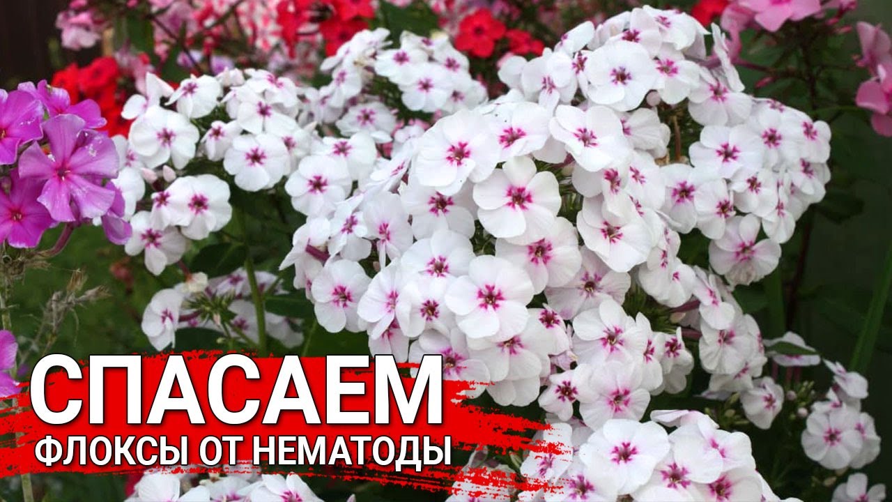 Нажмите, чтобы запустить видео