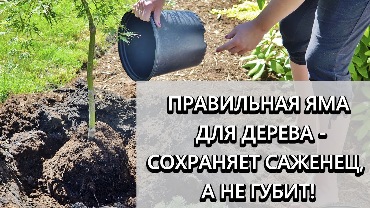 Нажмите, чтобы запустить видео