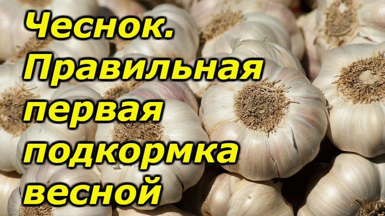 Нажмите, чтобы запустить видео