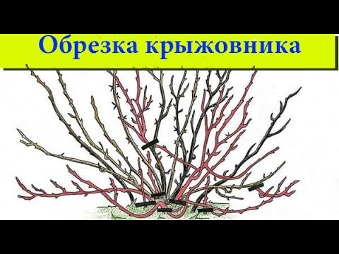 Нажмите, чтобы запустить видео