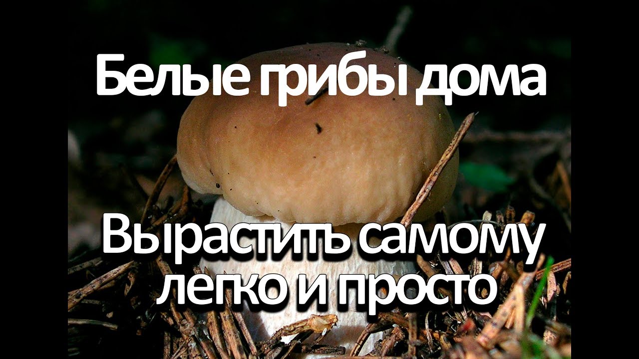 Нажмите, чтобы запустить видео