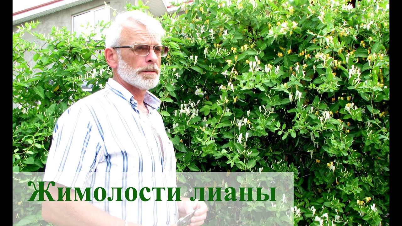 Нажмите, чтобы запустить видео
