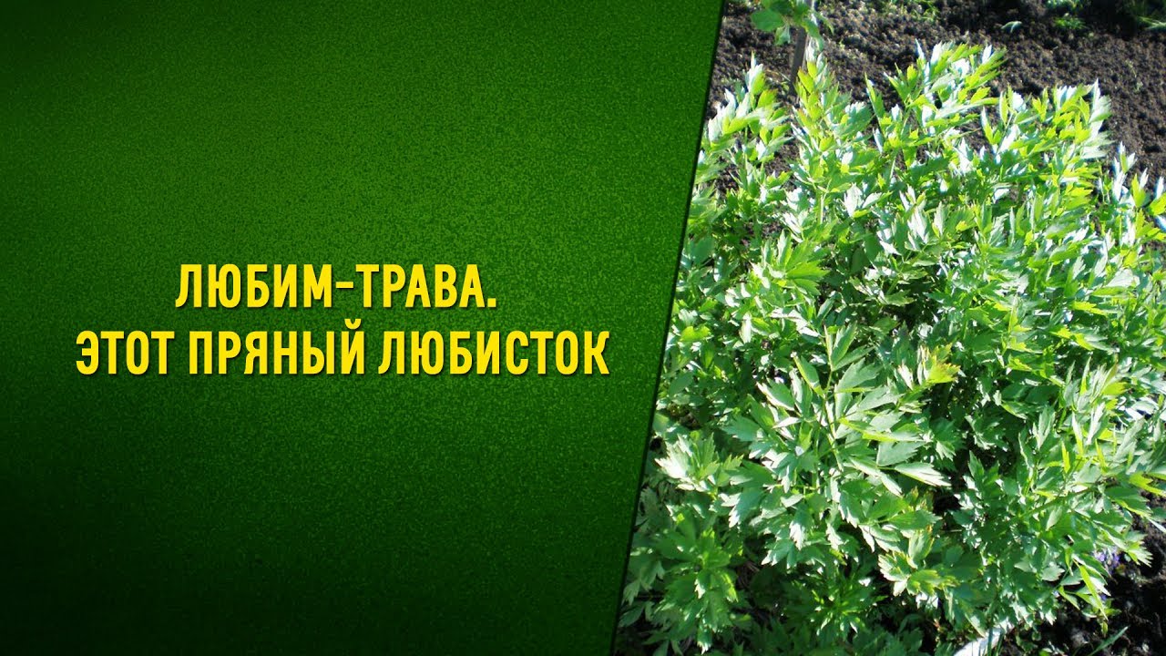 Нажмите, чтобы запустить видео