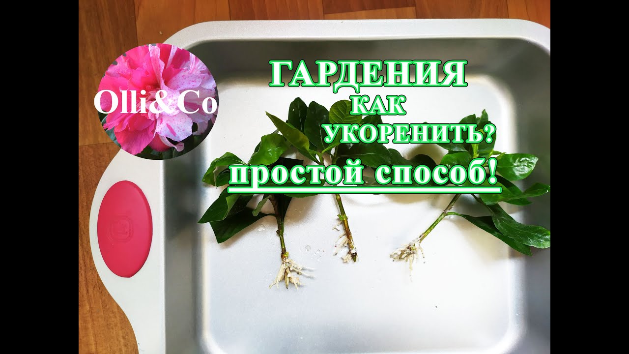 Нажмите, чтобы запустить видео