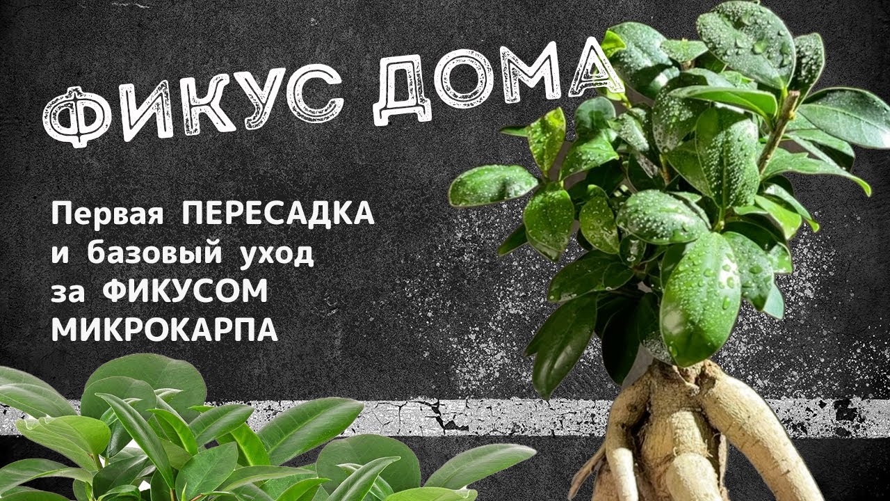 Нажмите, чтобы запустить видео