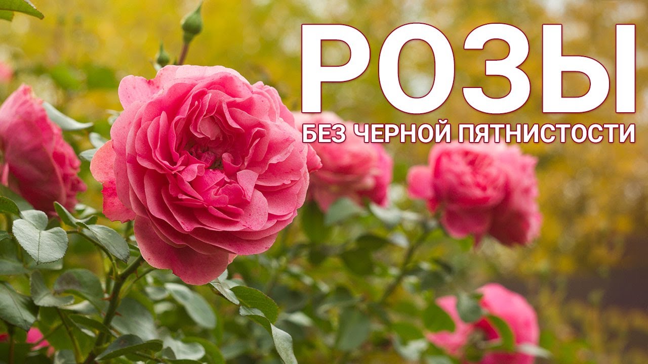 Нажмите, чтобы запустить видео