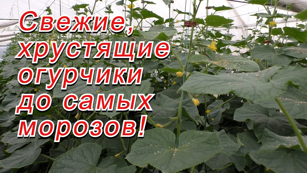 Нажмите, чтобы запустить видео
