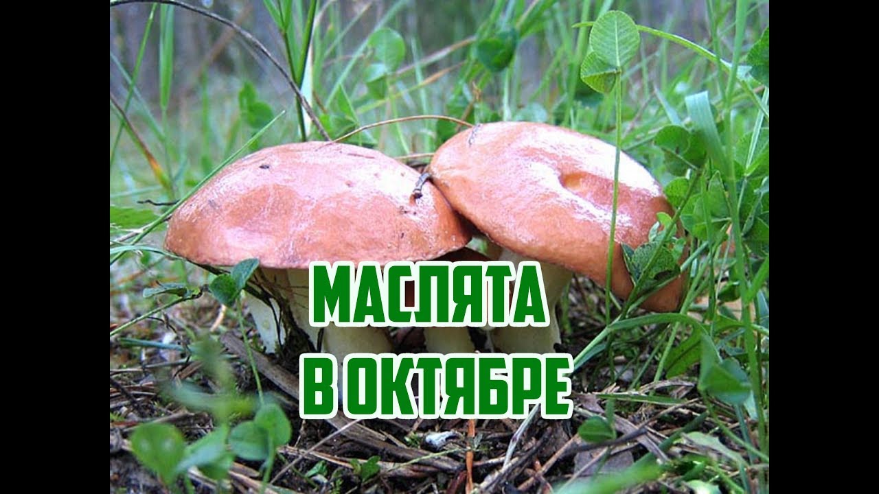 Нажмите, чтобы запустить видео