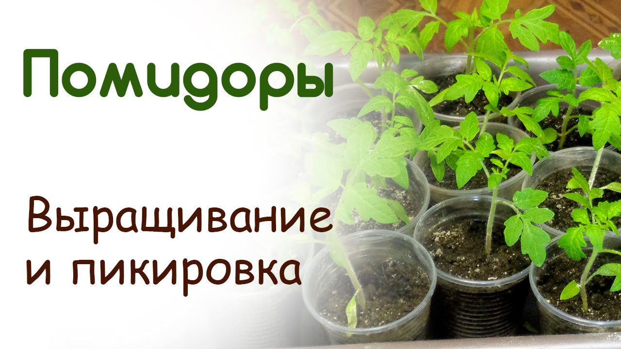 Нажмите, чтобы запустить видео