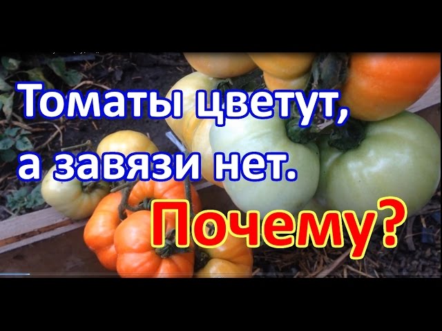 Нажмите, чтобы запустить видео