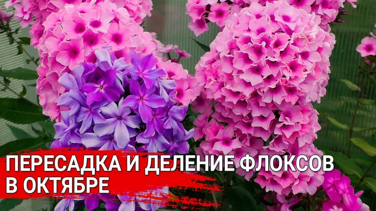 Нажмите, чтобы запустить видео