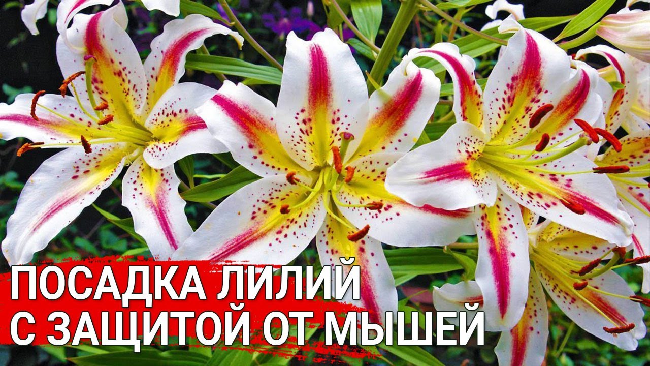 Нажмите, чтобы запустить видео