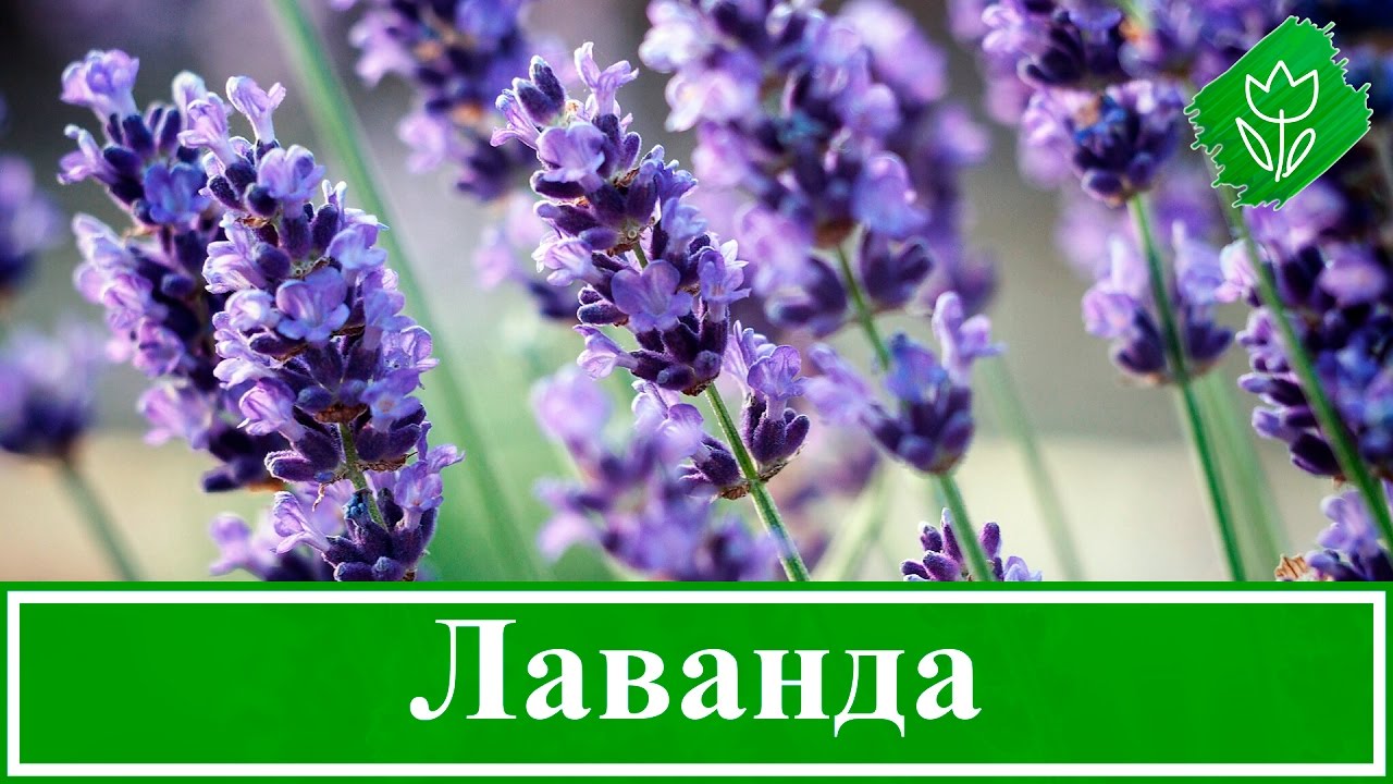 Нажмите, чтобы запустить видео