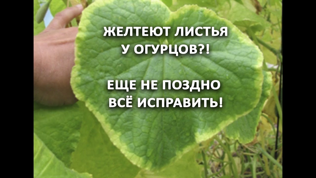 Нажмите, чтобы запустить видео