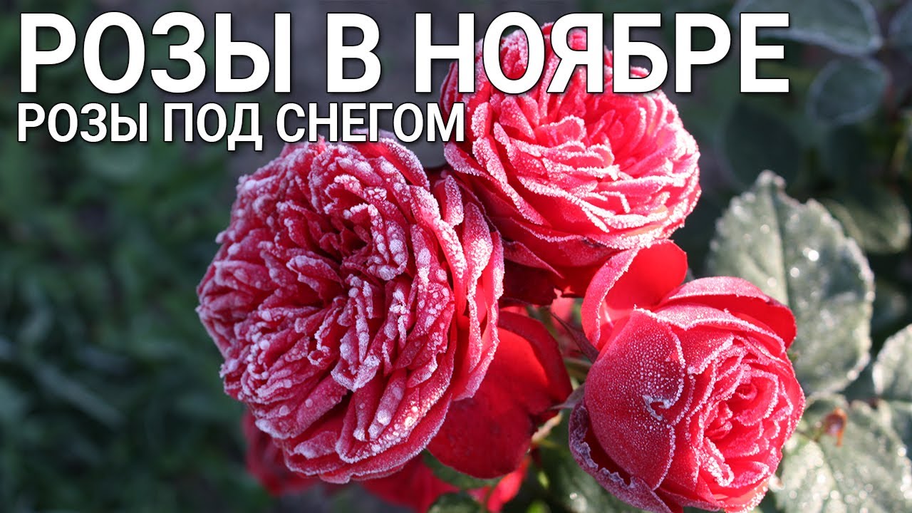 Нажмите, чтобы запустить видео