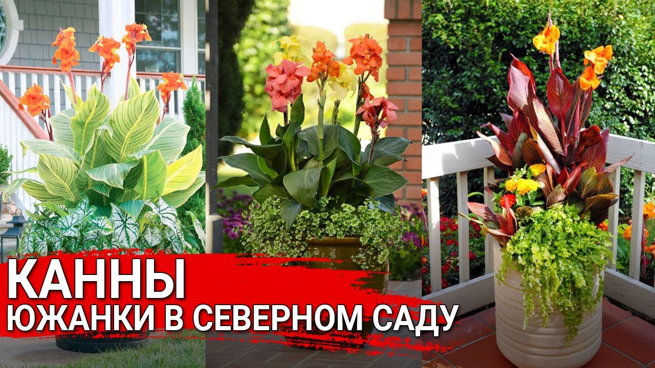Нажмите, чтобы запустить видео