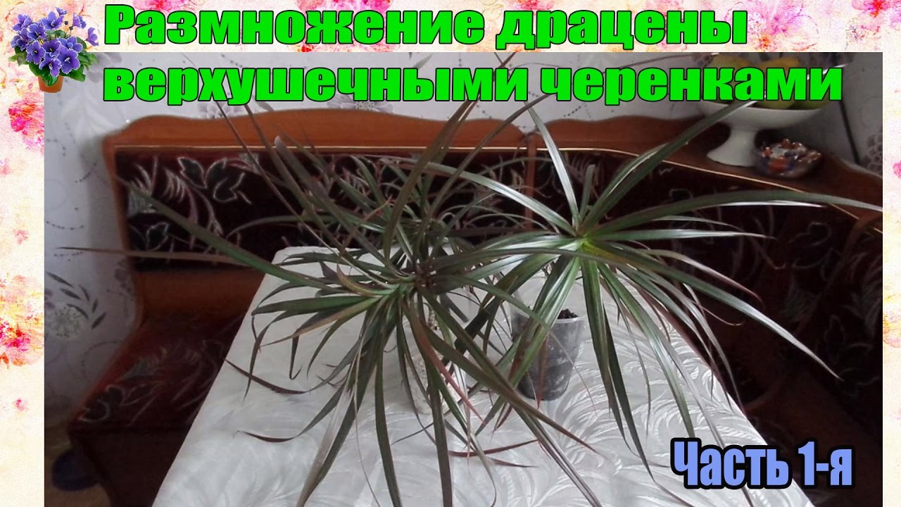 Нажмите, чтобы запустить видео