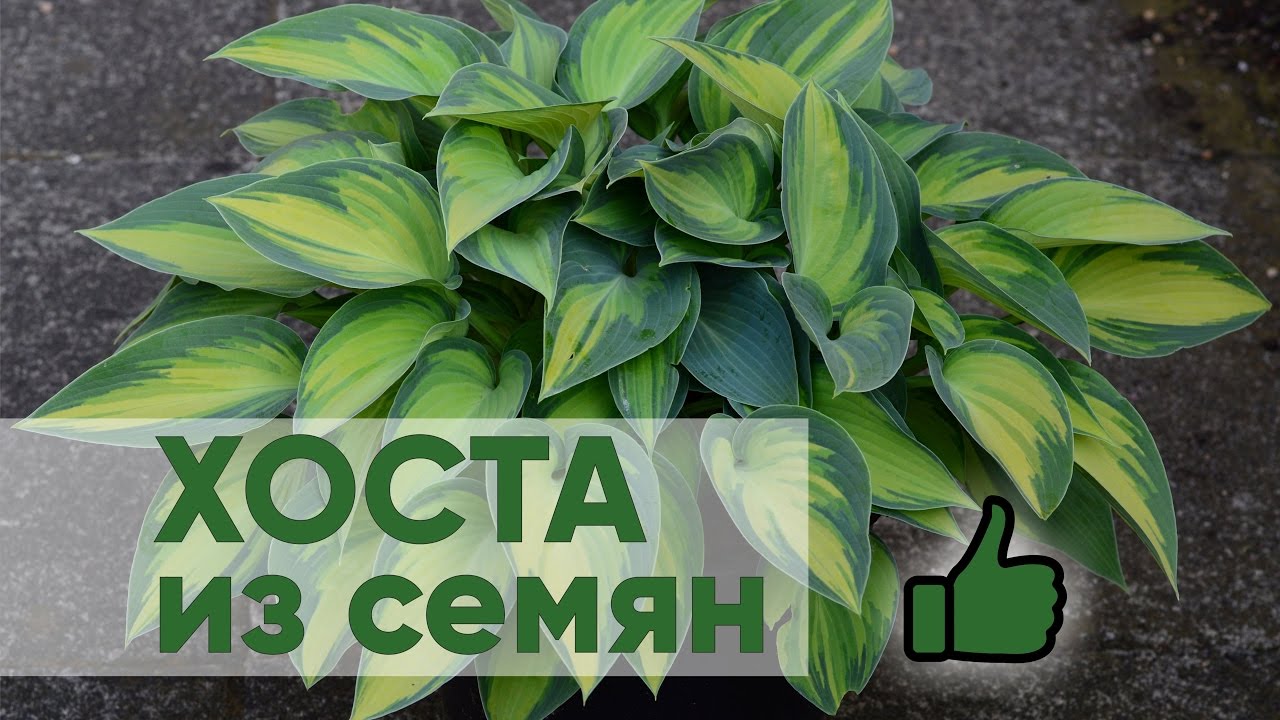 Нажмите, чтобы запустить видео