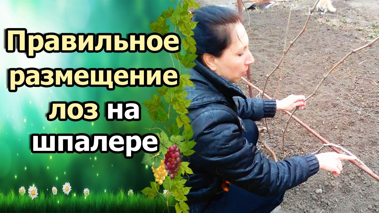 Нажмите, чтобы запустить видео