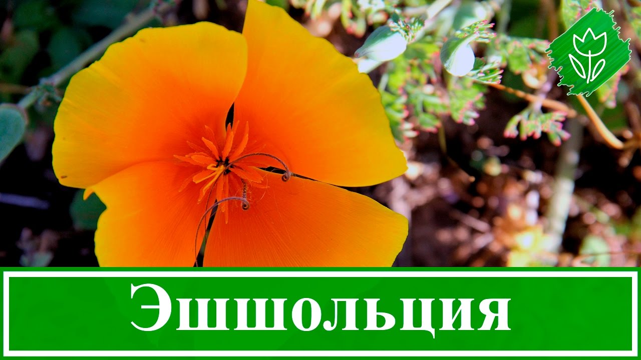 Нажмите, чтобы запустить видео