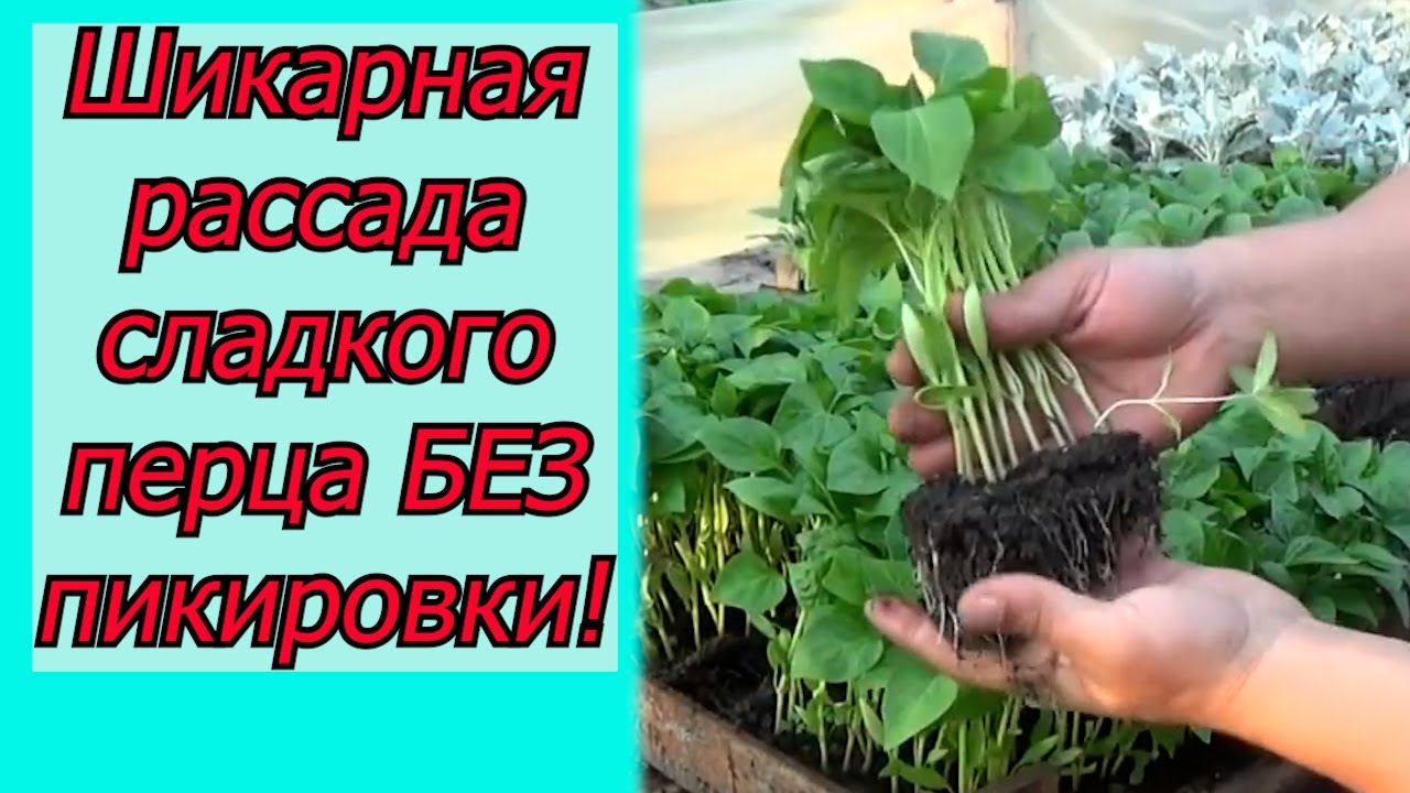 Нажмите, чтобы запустить видео