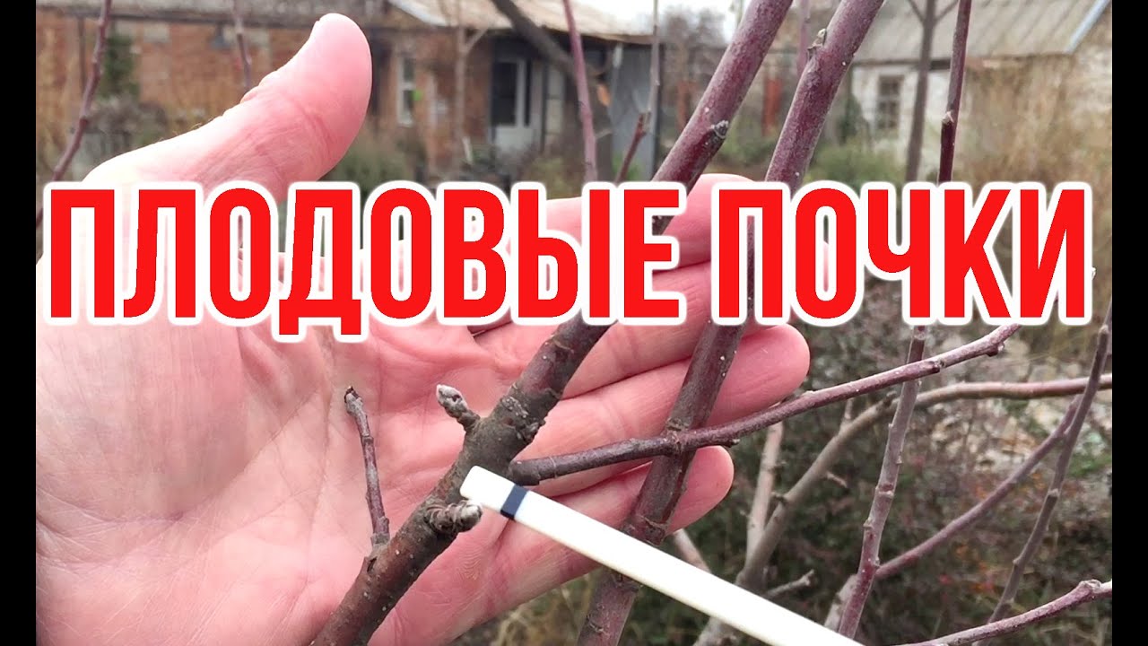 Нажмите, чтобы запустить видео