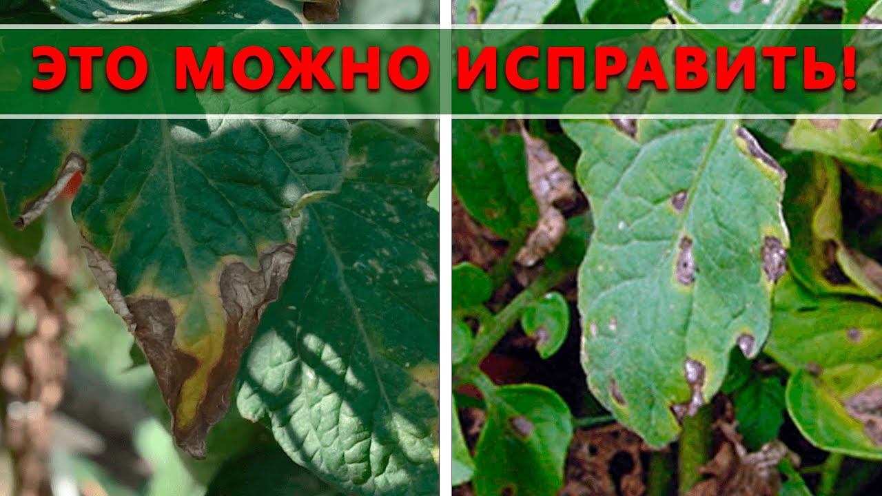 Нажмите, чтобы запустить видео