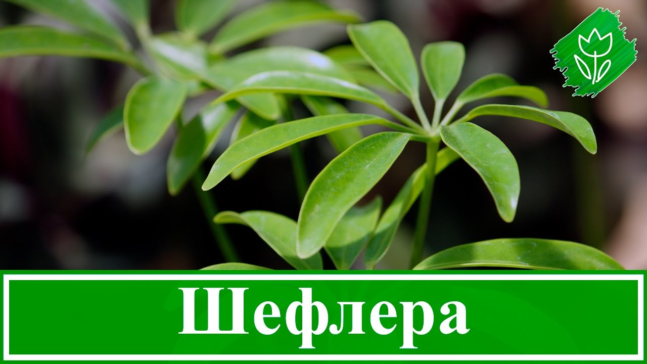 Нажмите, чтобы запустить видео