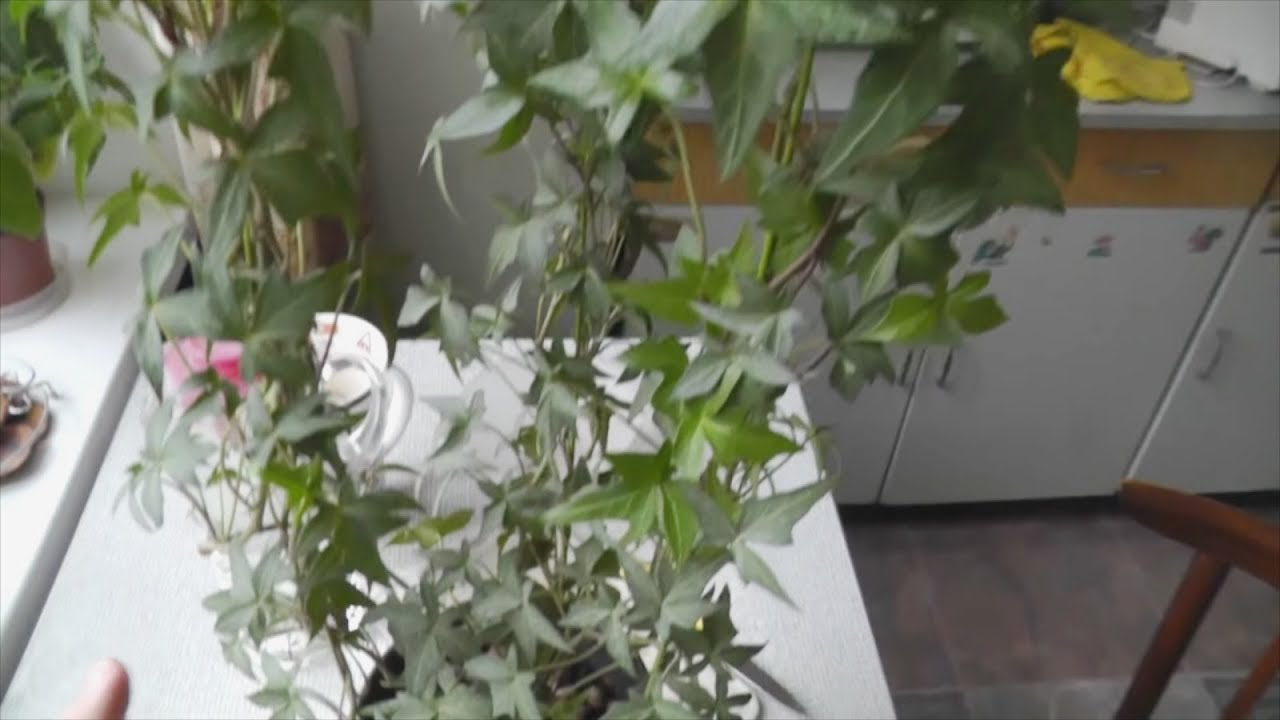 Нажмите, чтобы запустить видео