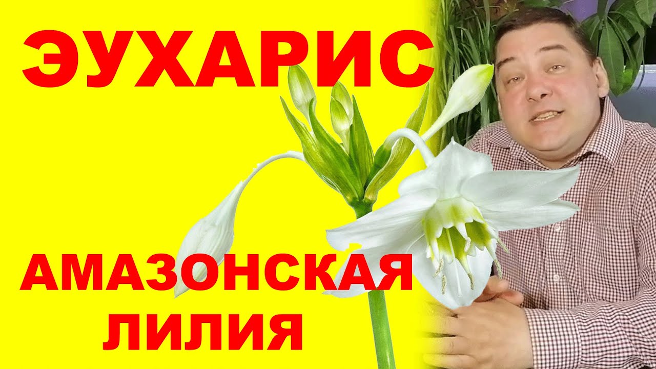 Нажмите, чтобы запустить видео