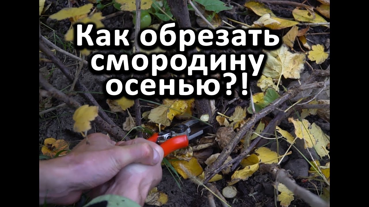 Нажмите, чтобы запустить видео