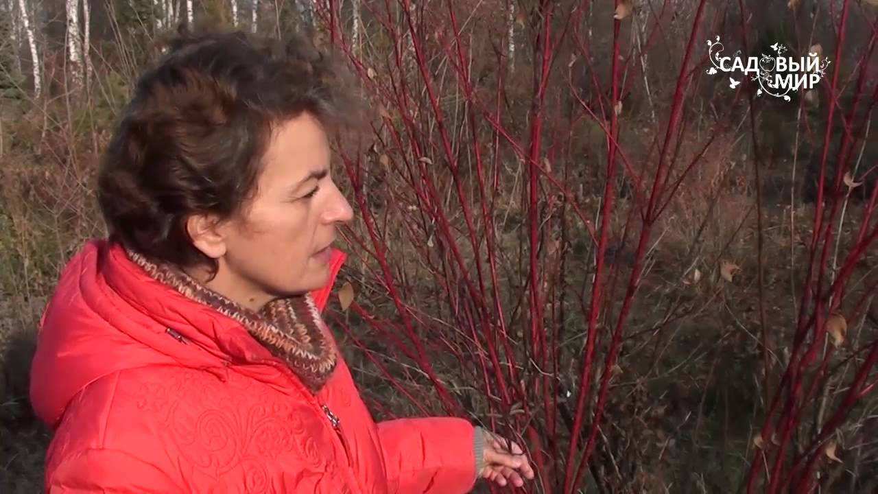 Нажмите, чтобы запустить видео
