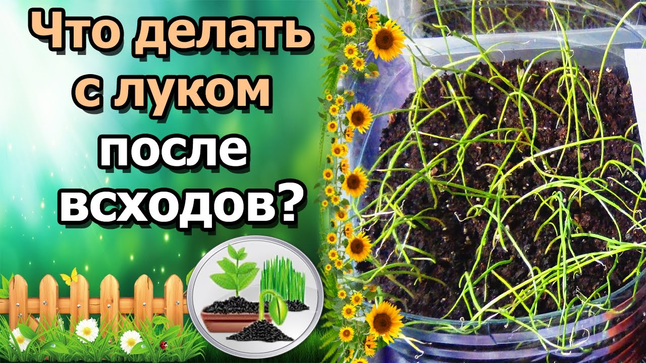 Нажмите, чтобы запустить видео