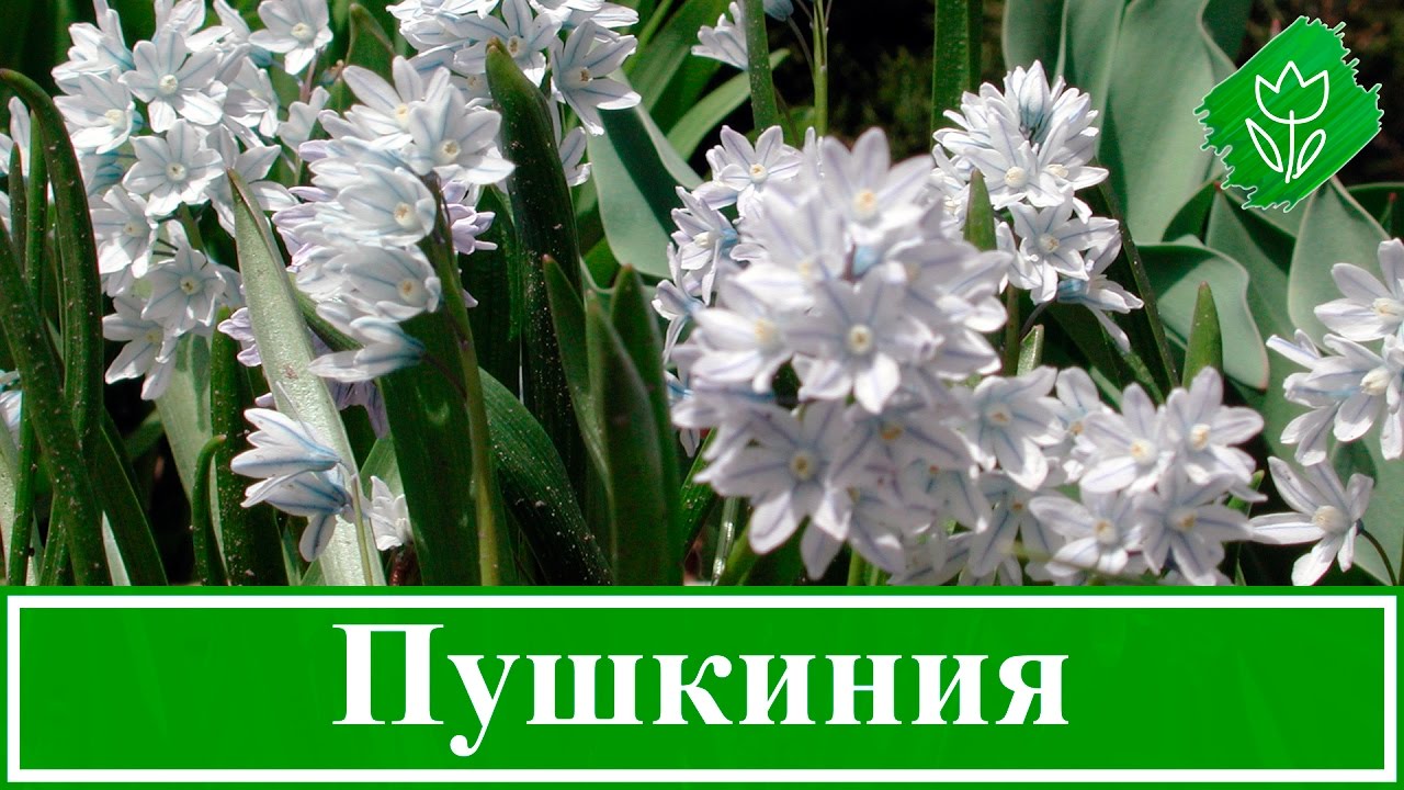 Нажмите, чтобы запустить видео