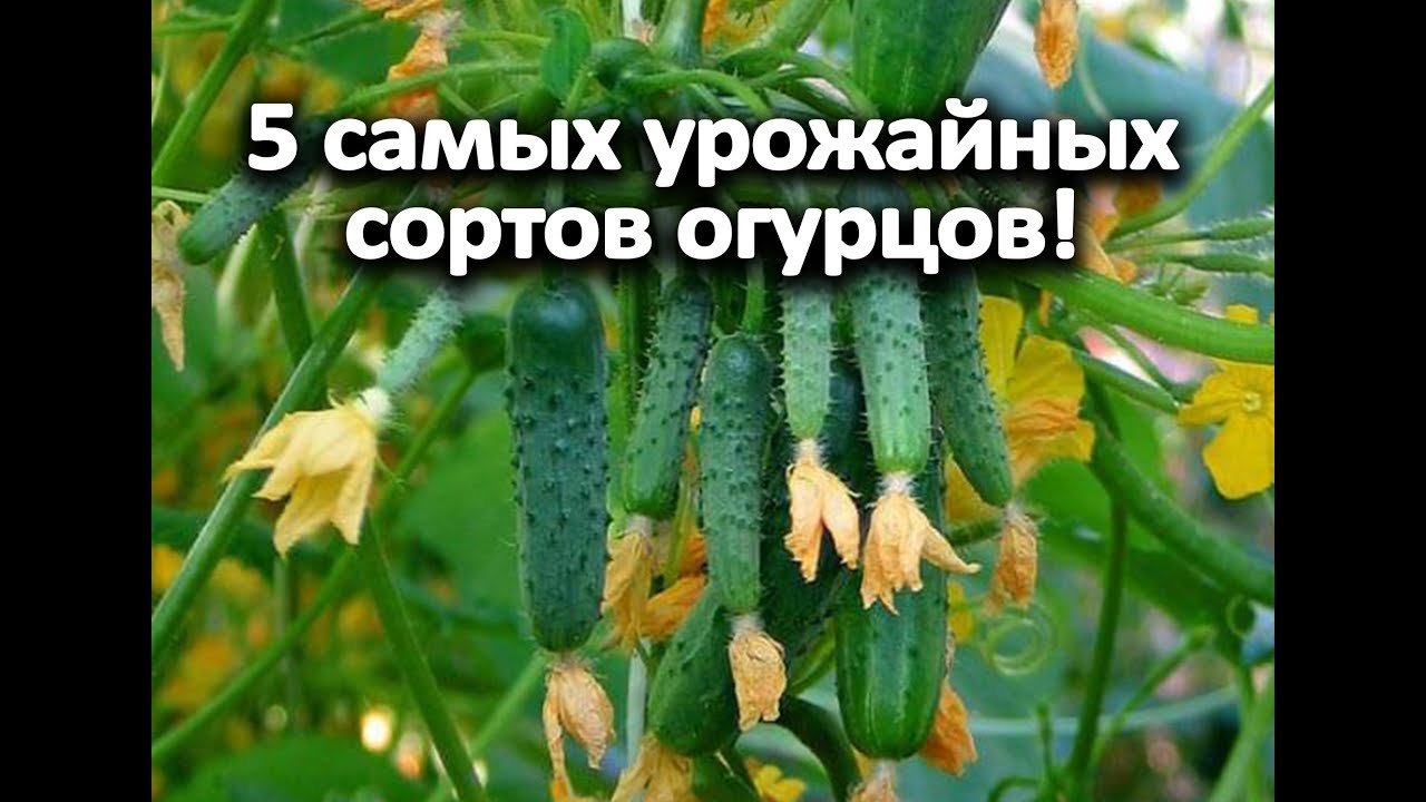 Нажмите, чтобы запустить видео