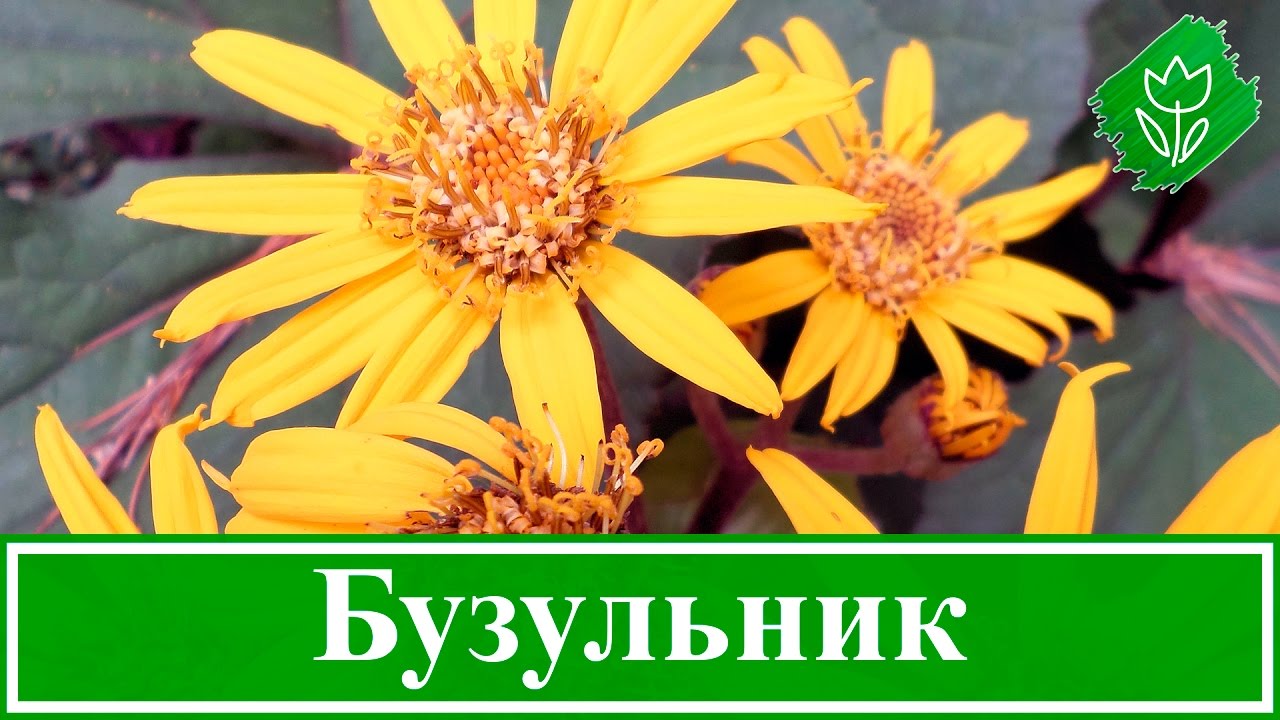 Нажмите, чтобы запустить видео