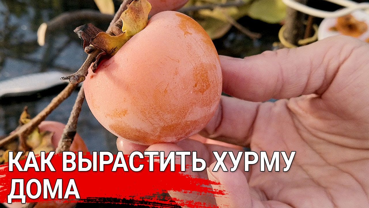 Нажмите, чтобы запустить видео