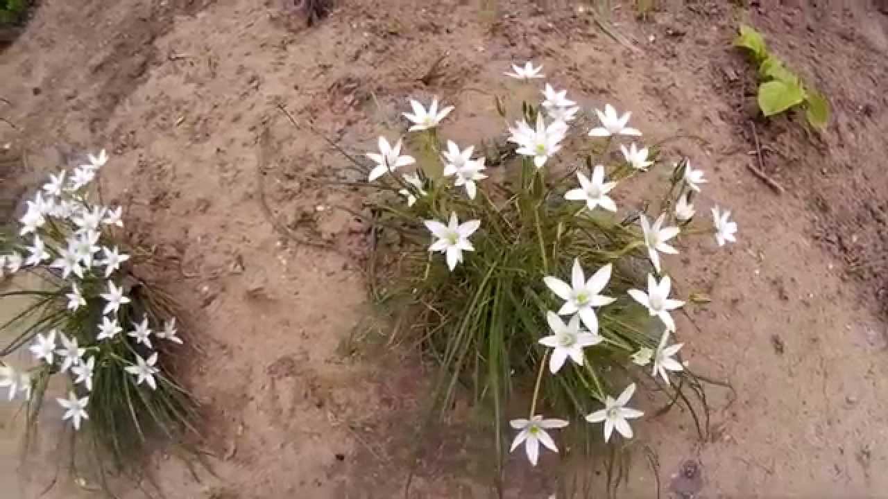 Нажмите, чтобы запустить видео