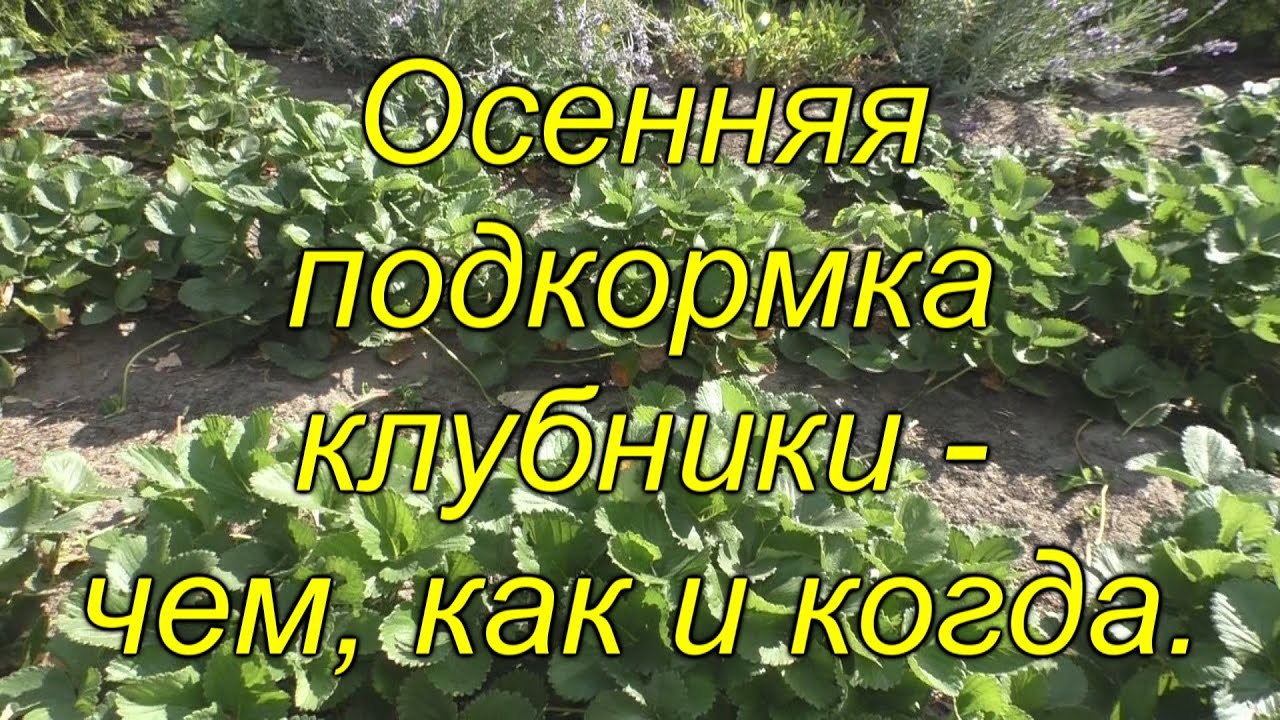 Нажмите, чтобы запустить видео