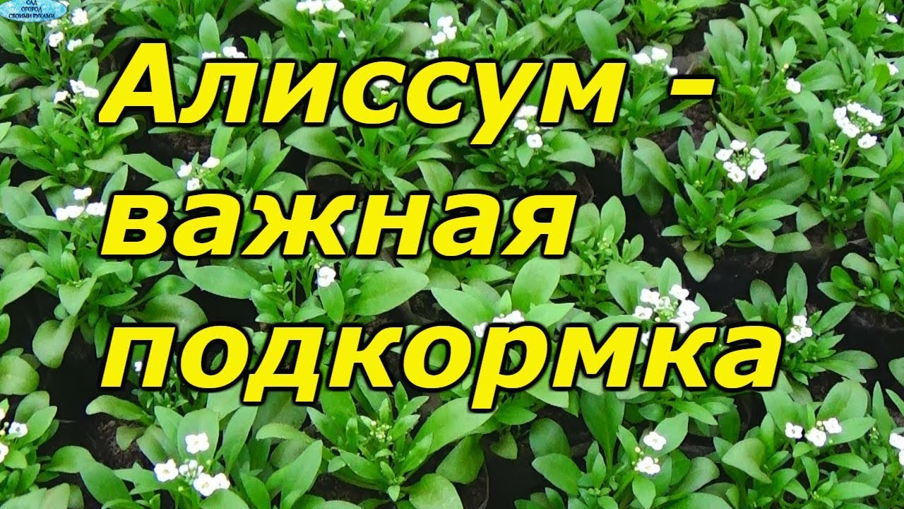 Нажмите, чтобы запустить видео