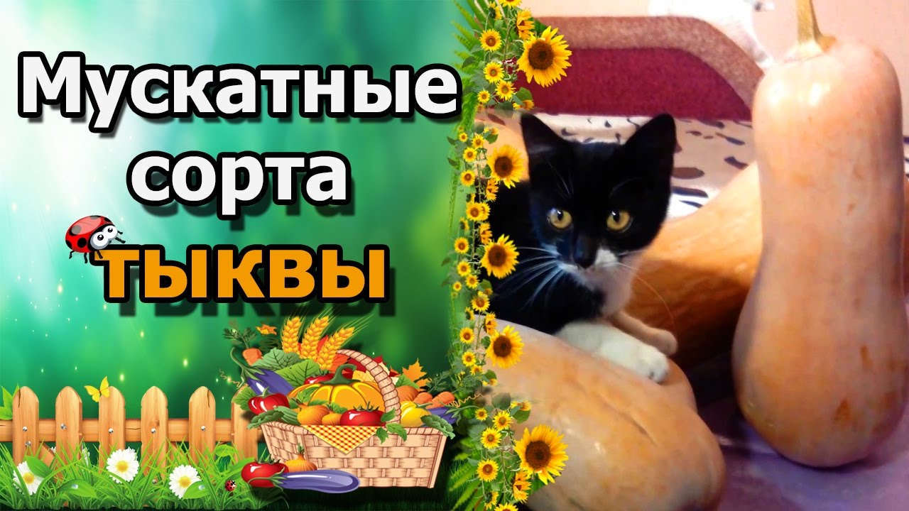 Нажмите, чтобы запустить видео