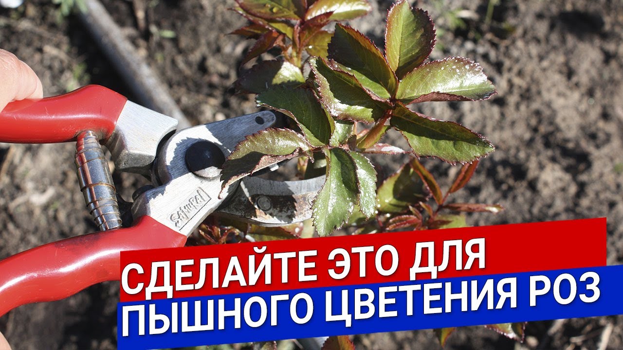 Нажмите, чтобы запустить видео