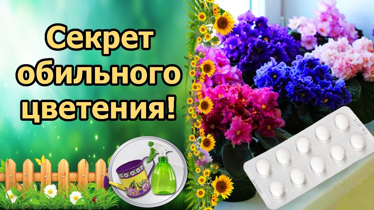 Нажмите, чтобы запустить видео