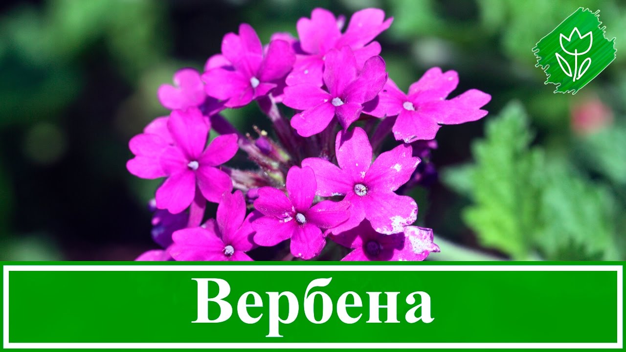 Нажмите, чтобы запустить видео