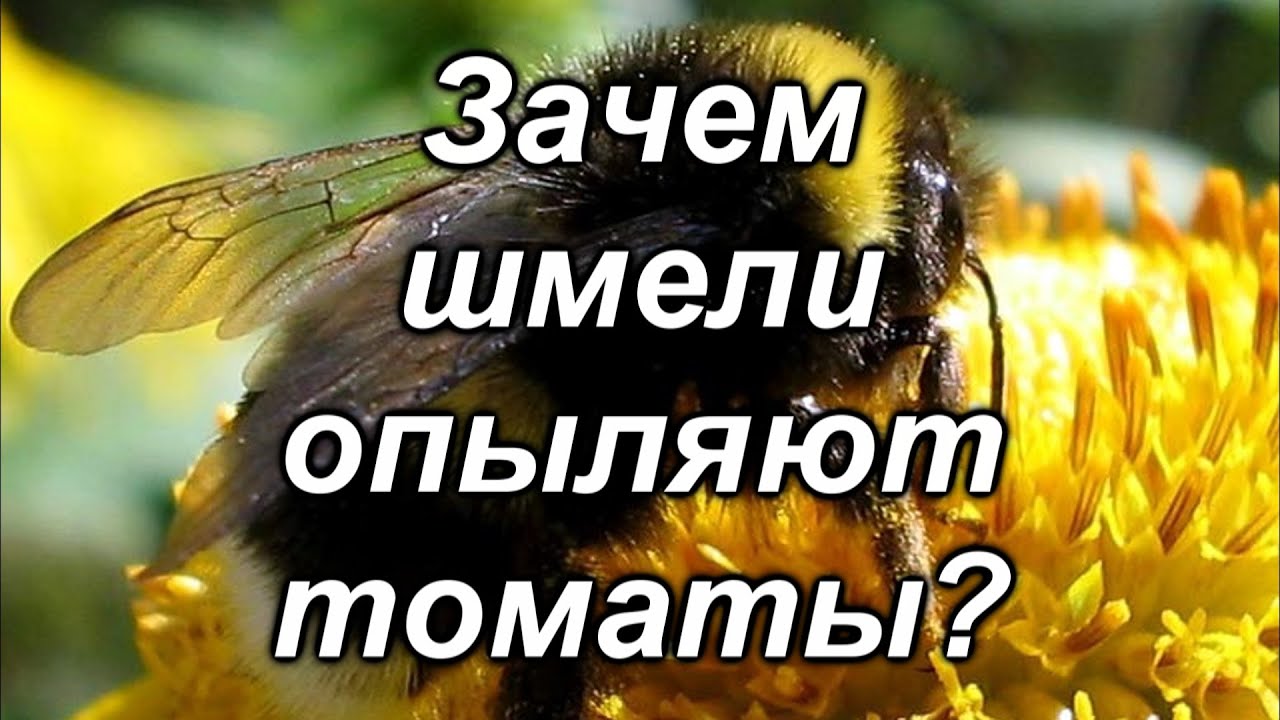 Нажмите, чтобы запустить видео